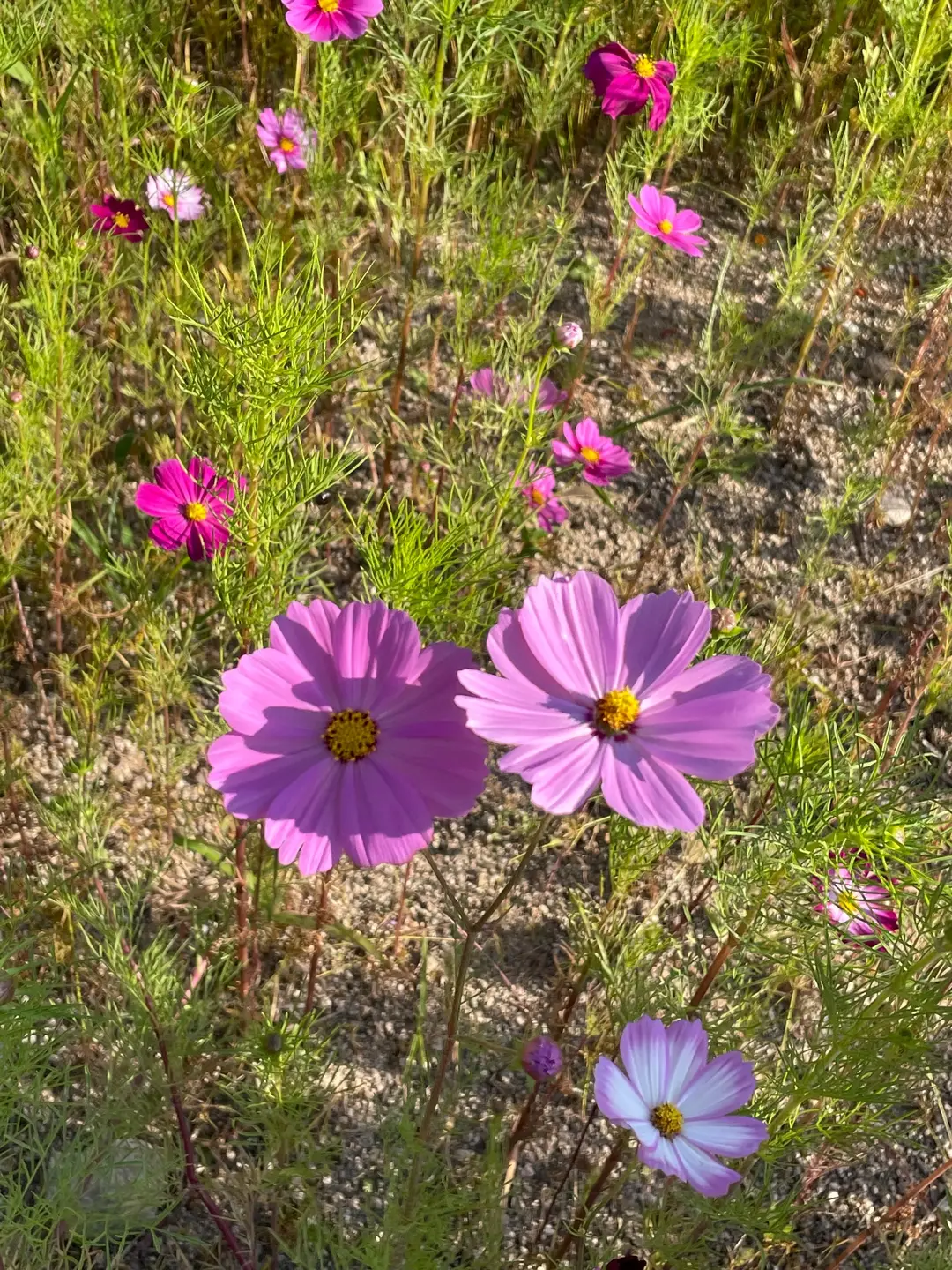 코스모스 첨부 사진 1